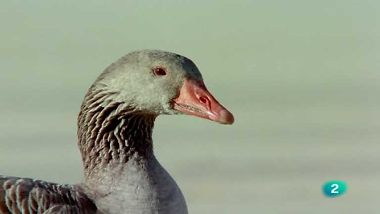 El hombre y la Tierra (Fauna ib&eacute;rica) - El parque nacional de Do&ntilde;ana 1
