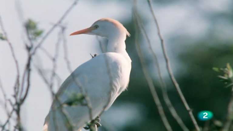 El hombre y la Tierra (Fauna ib&eacute;rica) - El parque nacional de Do&ntilde;ana 2