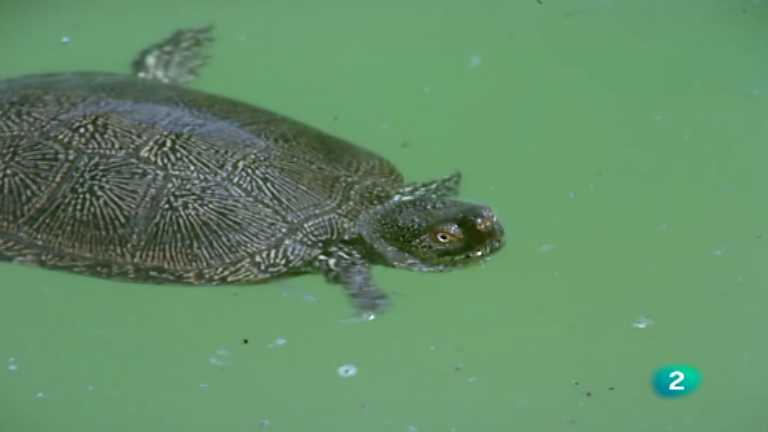 El hombre y la Tierra (Fauna ib&eacute;rica) - El parque nacional de Do&ntilde;ana 3