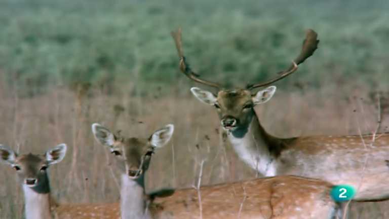 El hombre y la Tierra (Fauna ib&eacute;rica) - El parque nacional de Do&ntilde;ana 4