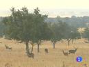 Ir al Video&nbsp;El parque natural de Caba&ntilde;eros vive estos d&iacute;as la berrea de los ciervos