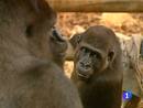 Ir al Video&nbsp;El Parque de la Naturaleza de Cab&aacute;rceno recibe a una nueva inquilina