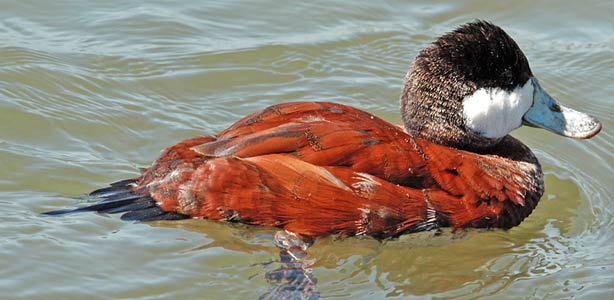 El pato zambullidor es una de las especies que m&aacute;s da&ntilde;o ha provocado en la fauna local