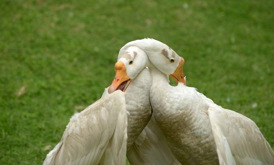 Patos juguetones