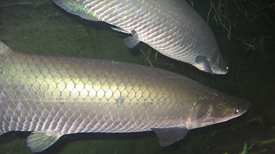 Peces con 'armaduras' a prueba de pirañas inspiran materiales para chalecos antibalas