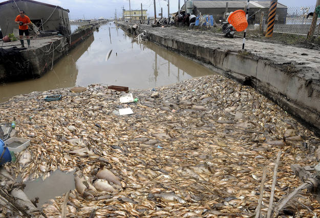 Peces muertos flotan en la superficie del agua de una piscifactor&iacute;a en Pingtung