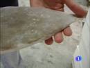 Ir al Video&nbsp;Peces vegetarianos