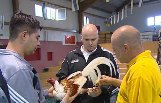 Reporteros del telediario - Por primera vez en varios a&ntilde;os una c&aacute;mara de TVE puede entrar en una pelea de gallos en Canarias