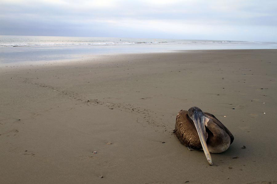El pelicano varado