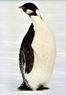 Peligra la existencia del ping&uuml;ino emperador por el cambio clim&aacute;tico