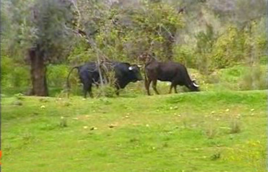 Espa&ntilde;a Directo - &iexcl;Peligro, toros sueltos!