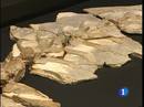 Ir al Video&nbsp;"Pepito" es el nombre de la nueva especie de dinosaurio encontrada en Cuenca