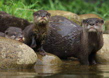 Una peque&ntilde;a nutria reci&eacute;n nacida asoma entre las rocas