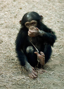 Las peque&ntilde;as chimpanc&eacute;s prefieren jugar con mu&ntilde;ecas