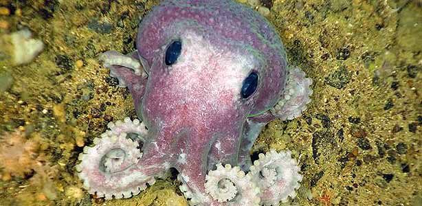 Un peque&ntilde;o pulpo morado, la m&aacute;s ''llamativa' de las nuevas especies descubiertas