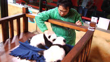 Los peque&ntilde;os pandas juntos por primera vez en su nueva cuna