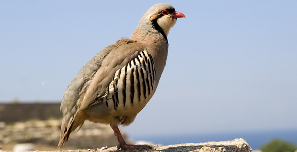 Los ecologistas advierten del peligro de que estas especies est&eacute;n amenazadas