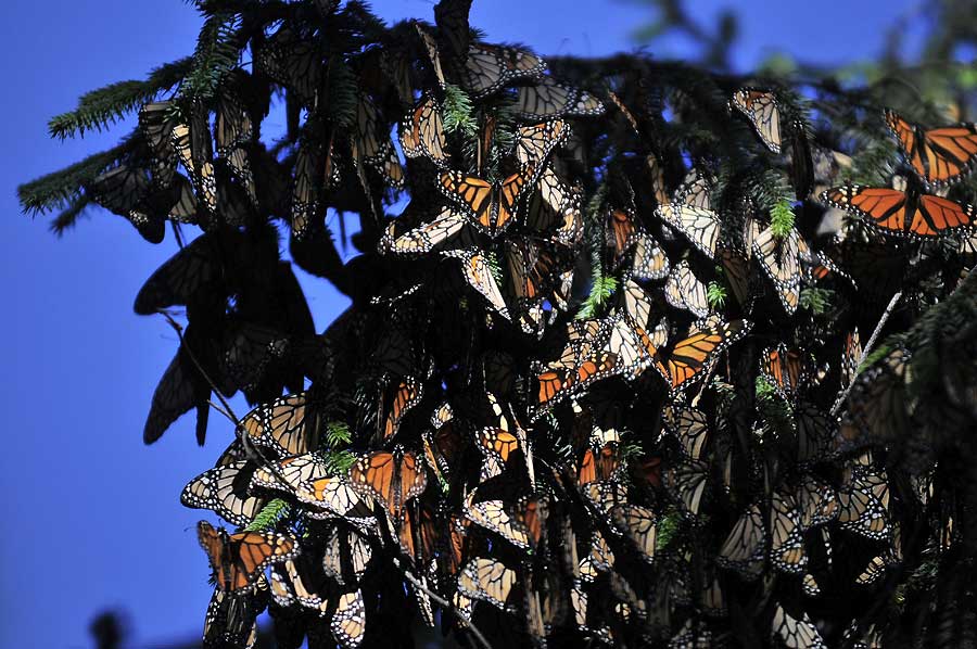 La peregrinación de las mariposas