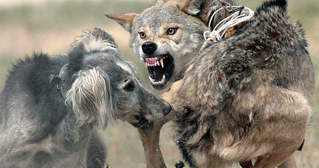 El perro naci&oacute; de la domesticaci&oacute;n del lobo en el este de Asia.