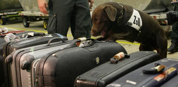 Un perro polic&iacute;a entrenado para encontrar material ilegal