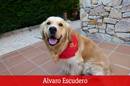 A mi perro tambi&eacute;n le gusta San Ferm&iacute;n