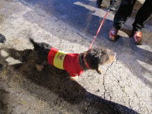 Un perrito vestido con una camiseta de Espa&ntilde;a en la sede del PP en G&eacute;nova.