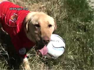 Ver v&iacute;deo  'Los perros abandonados de 'El refugio' con la Roja'
