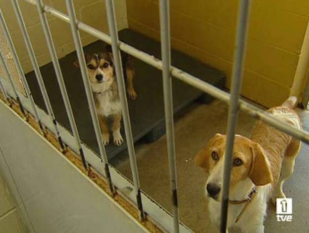 Perros y gatos