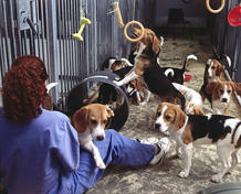 Perros sometidos a la experimentaci&oacute;n con animales