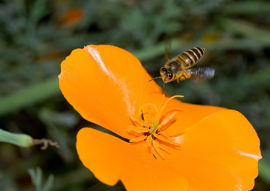 La personalidad de las abejas