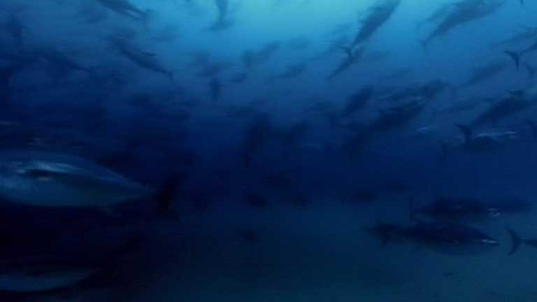 España podrá pescar el año que viene 2.500 toneladas de atún rojo