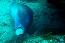 Este pez de la gran barrera de coral australiana golpea la almeja contra las rocas hasta que se rompe la concha para comerse al bivalvo de su interior Este pez de la gran barrera de coral australiana golpea la almeja contra las rocas hasta que se rompe la concha para comerse al bivalvo de su interior