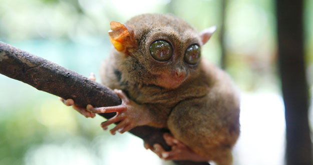 Un tarsero filipino, 'hermano' del 'gremlin' encontrado.