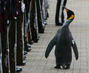 Un ping&uuml;ino del Zoo de Edimburgo nombrado miembro honorario y mascota de la Guardia Real del Rey de Noruega
