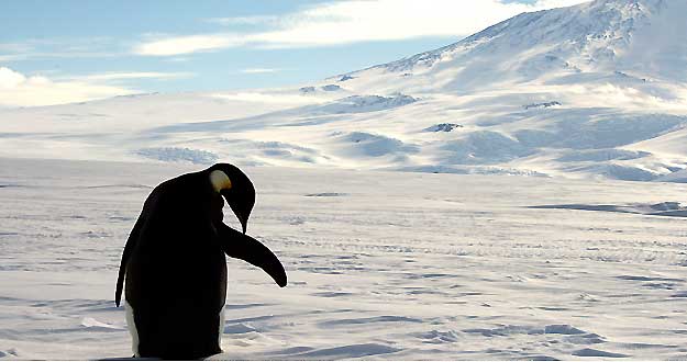 Un ping&uuml;ino emperador de la Ant&aacute;rtida