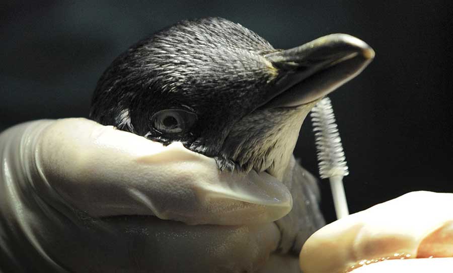 Pingüino rescatado del petróleo