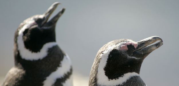 Ping&uuml;inos en la Patagonia