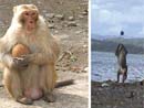 Ir al Video&nbsp;Pinocho, un mono que ha descubierto una forma in&eacute;dita de abrir cocos