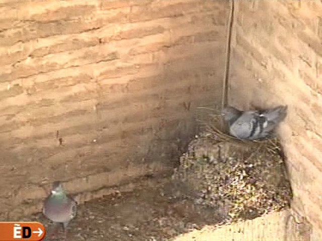 Espa&ntilde;a Directo - Plaga de palomas