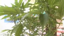 Planta de cannabis en una huerta