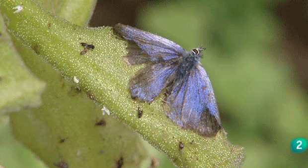 La aventura del saber. Cuaderno de Gaia: Plantas Insect&iacute;voras
