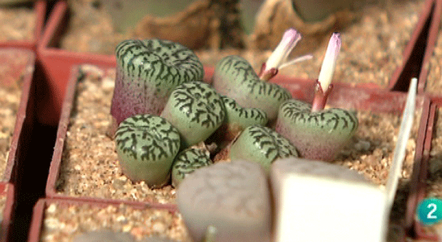 La Aventura del Saber. Experimentos Cosmocaixa: Plantas piedra
