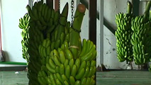 Ir al Video&nbsp;El pl&aacute;tano de Canarias llega a los supermercados del Reino Unido
