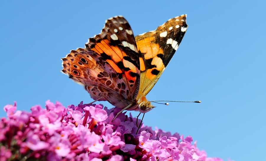 Población de mariposas en descenso