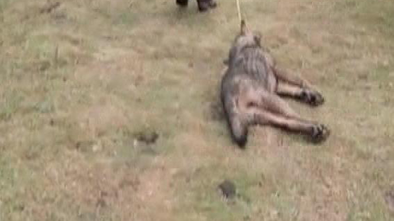 Polémica en Asturias por la matanza de lobos ibéricos