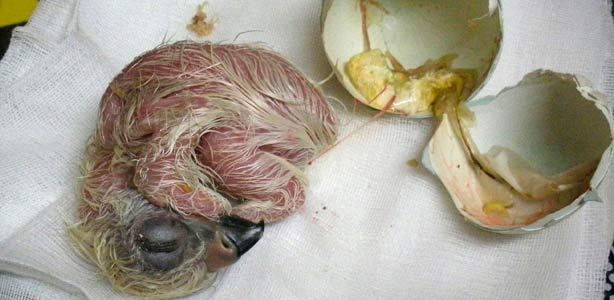 Un pollo de &aacute;guila imperial momentos despu&eacute;s de eclosionar del huevo.