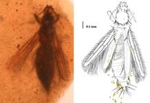 Un ejemplar de la especie Gymnopollisthrips maior con los granos de polen (pieza de &aacute;mbar de &Aacute;lava)