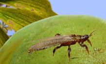 Reconstrucci&oacute;n de un ejemplar de Gymnopollisthrips sobre un &oacute;rgano ovul&iacute;fero de un gingko extingido