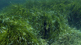 Las praderas marinas, dos veces más efectivas que los bosques contra el cambio climático