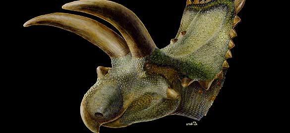 Representaci&oacute;n art&iacute;stica de la cabeza del 'Coahuilaceratops magnacuerna'